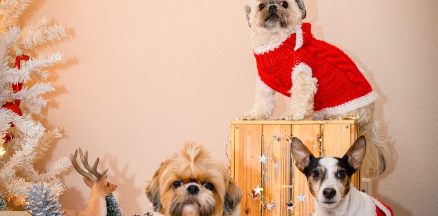 Unter dem Weihnachtsbaum